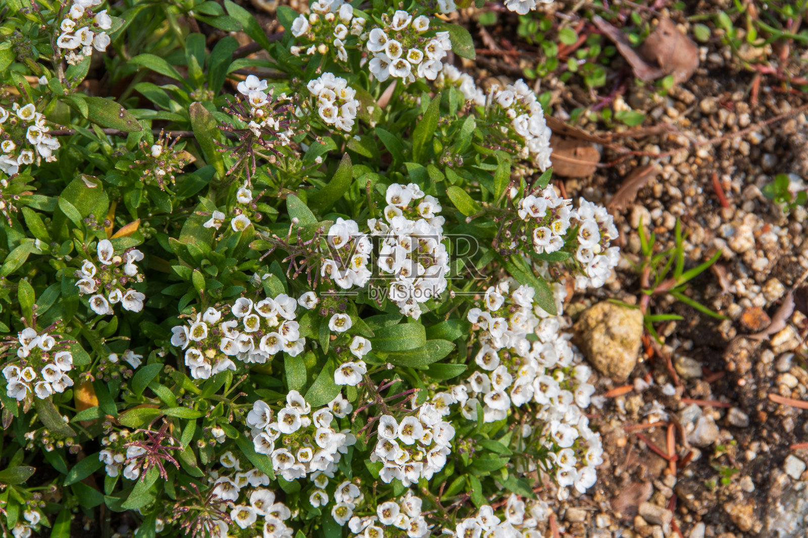 花园里娇嫩的白花照片摄影图片