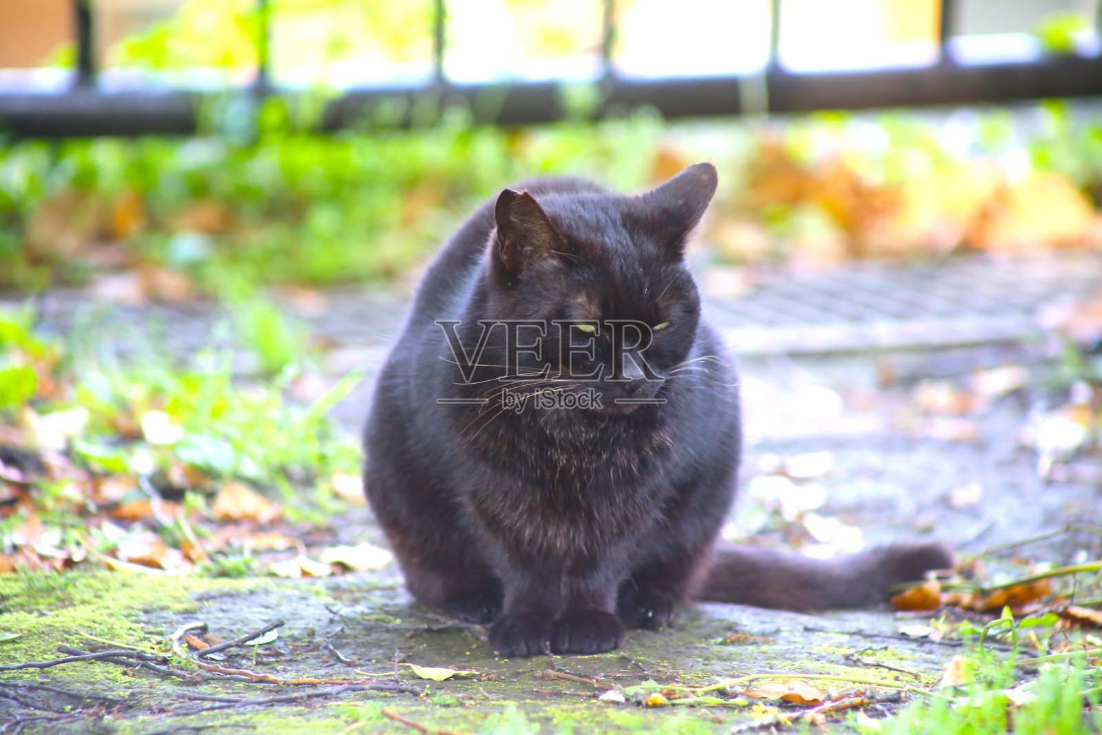 我在公园里看到一只流浪猫照片摄影图片