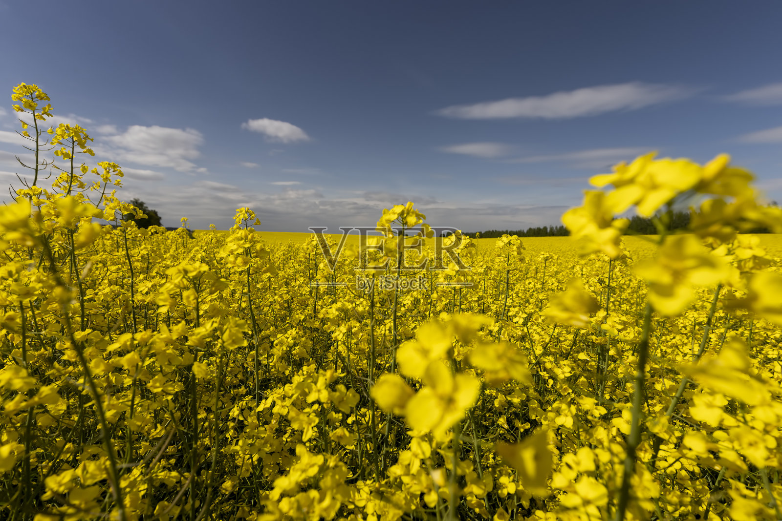 美丽的黄色油菜花在晴朗的天气照片摄影图片