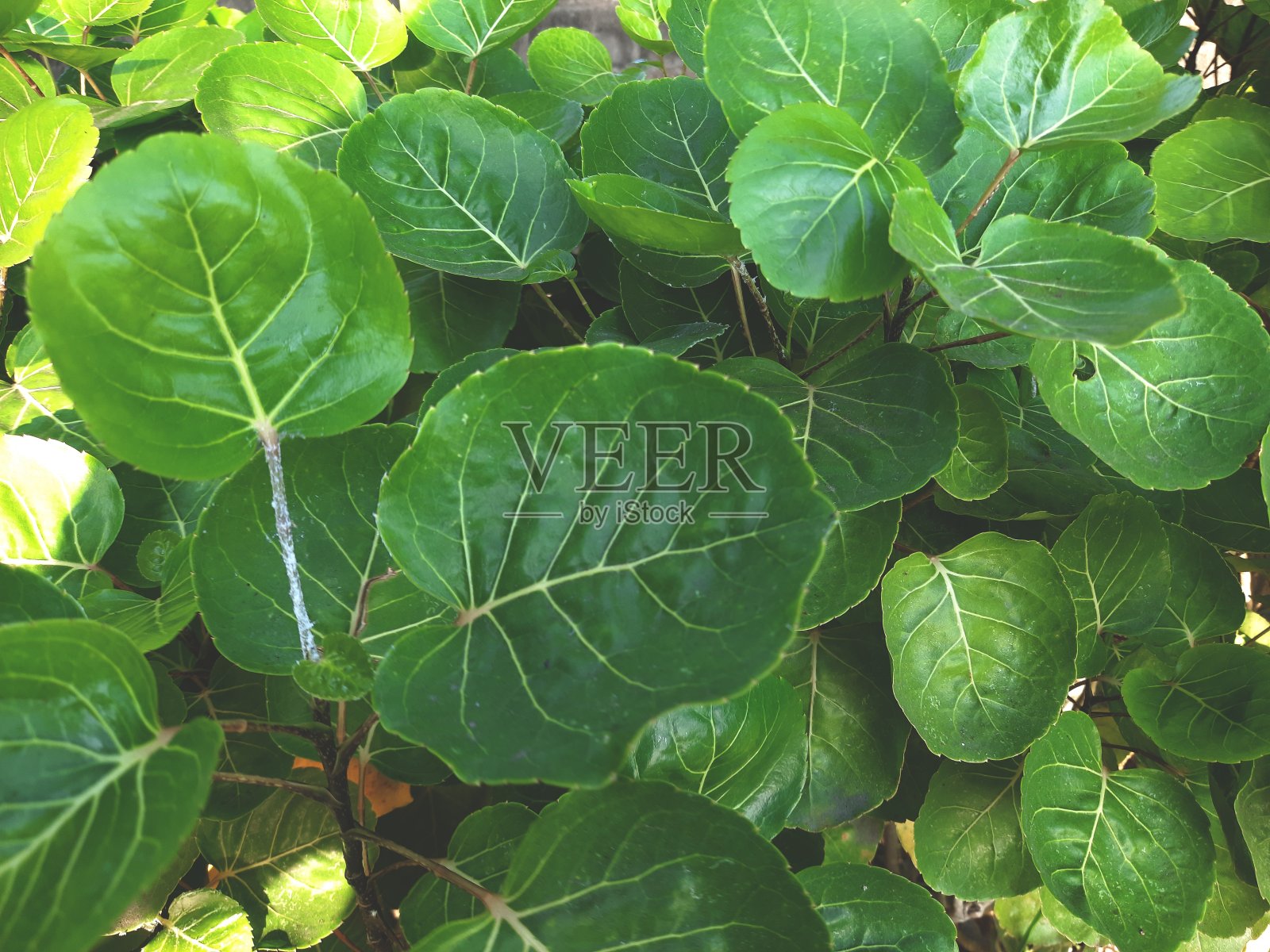 黄芩叶照片摄影图片