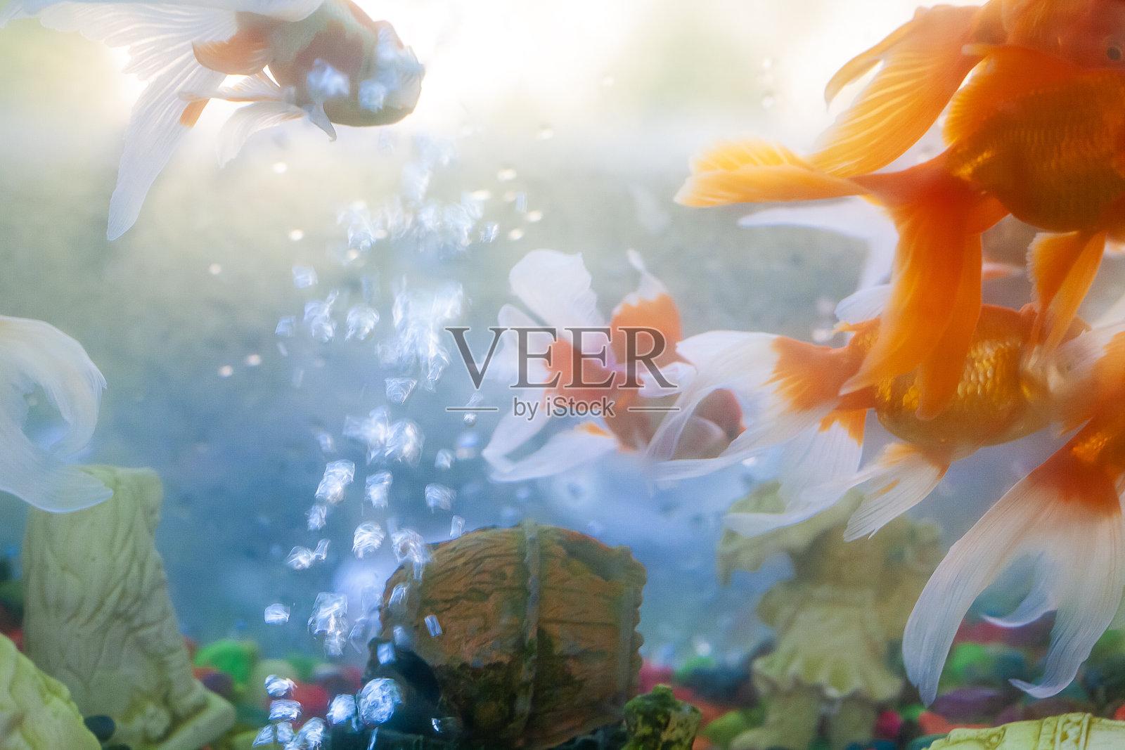 彩色金鱼水族馆特写照片摄影图片