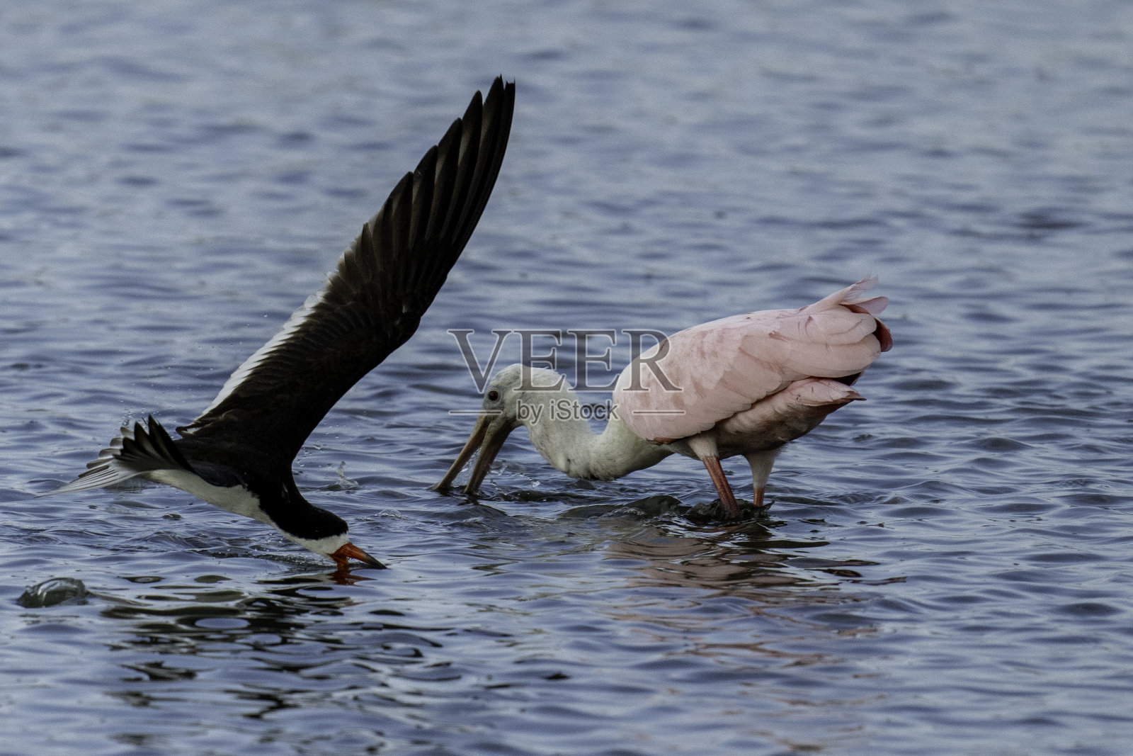 黑撇鸟和玫瑰琵鹭觅食照片摄影图片