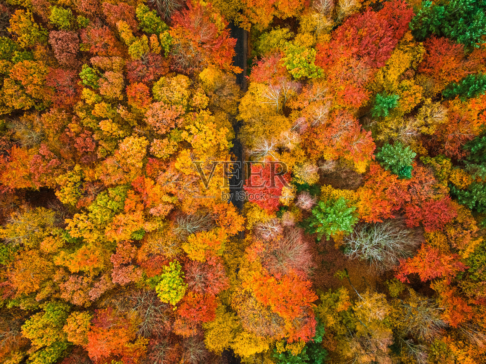 秋天黄色森林的俯视图。照片摄影图片