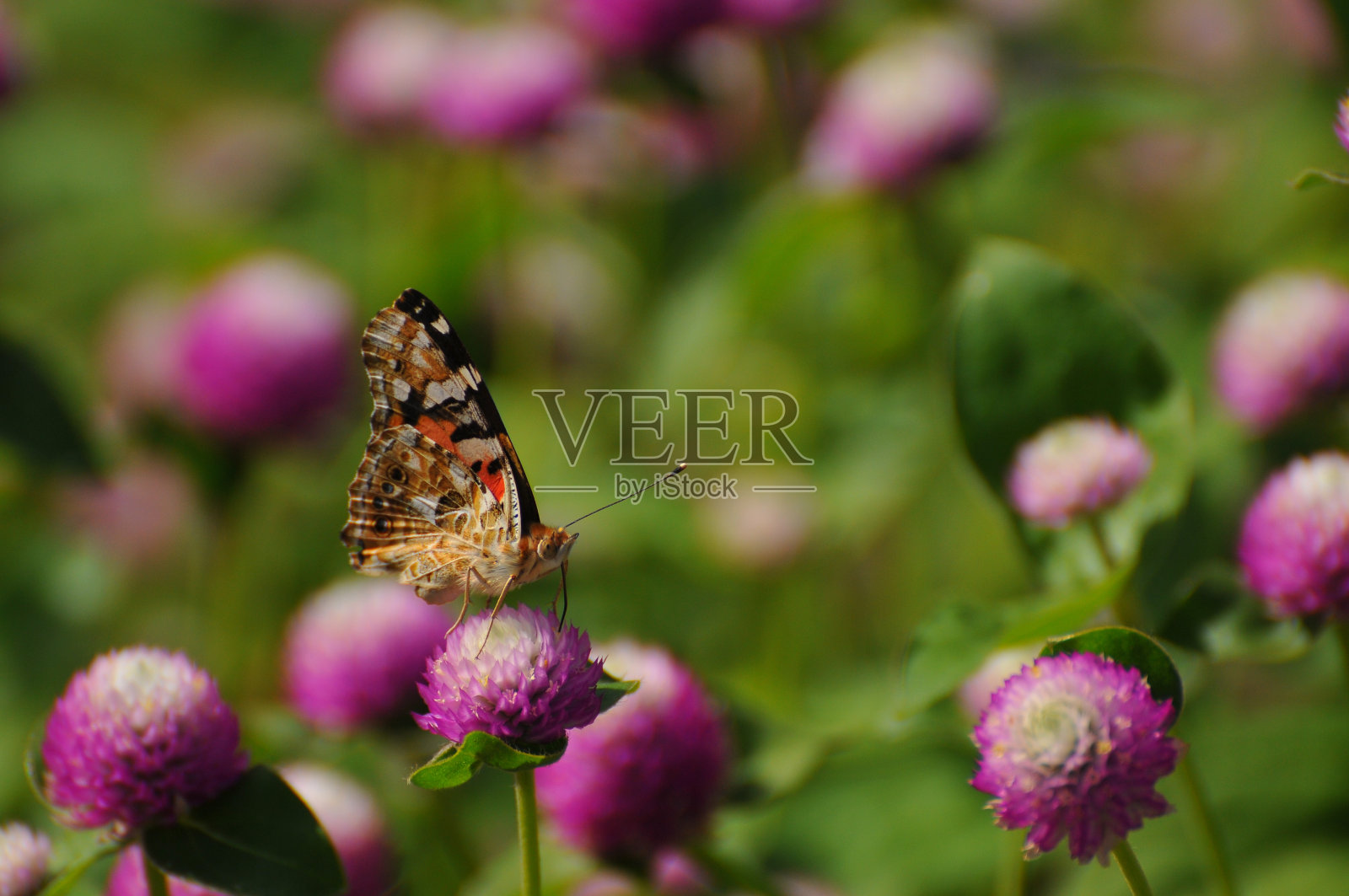 花与蝴蝶照片摄影图片