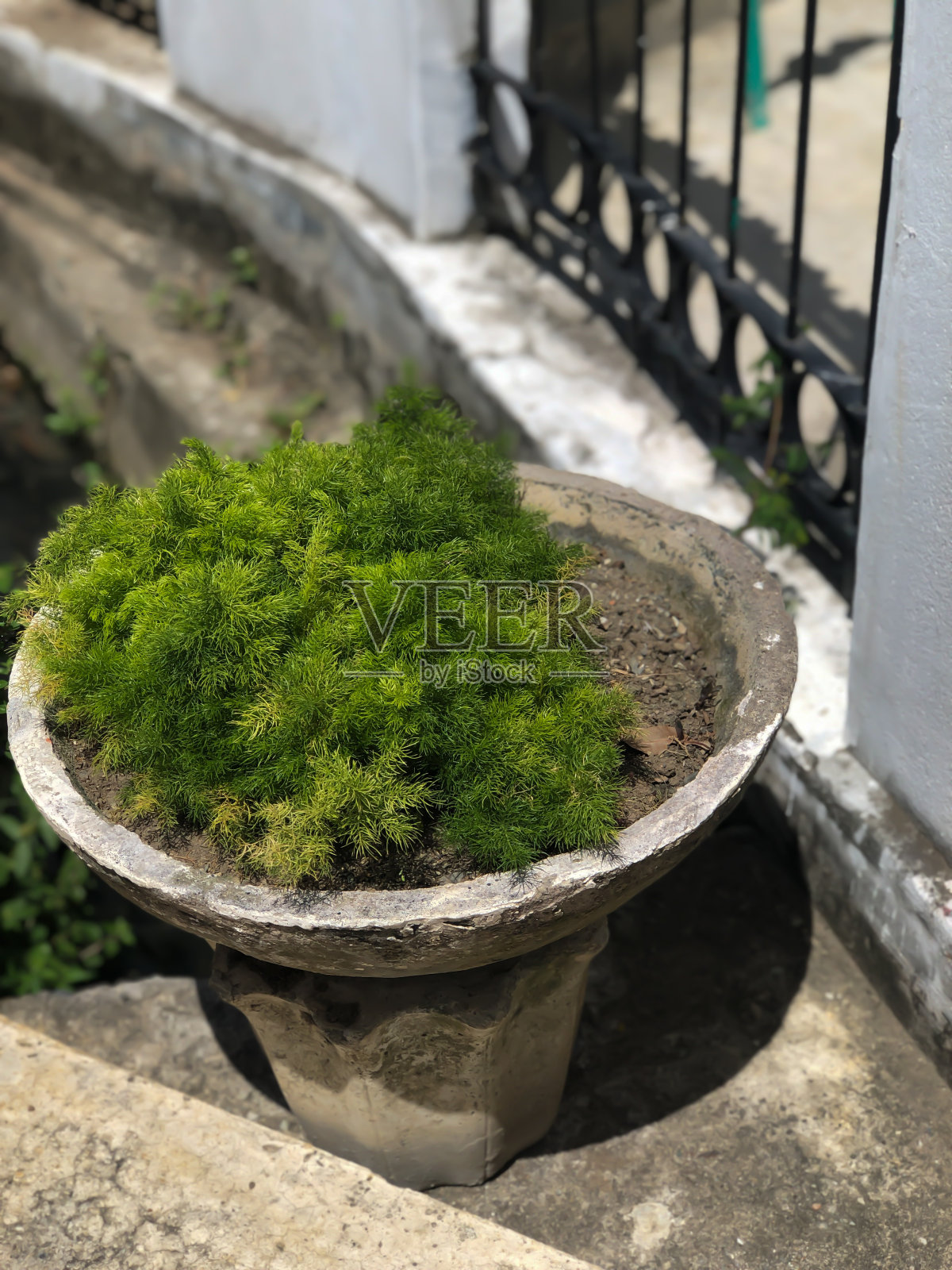 装饰植物照片摄影图片