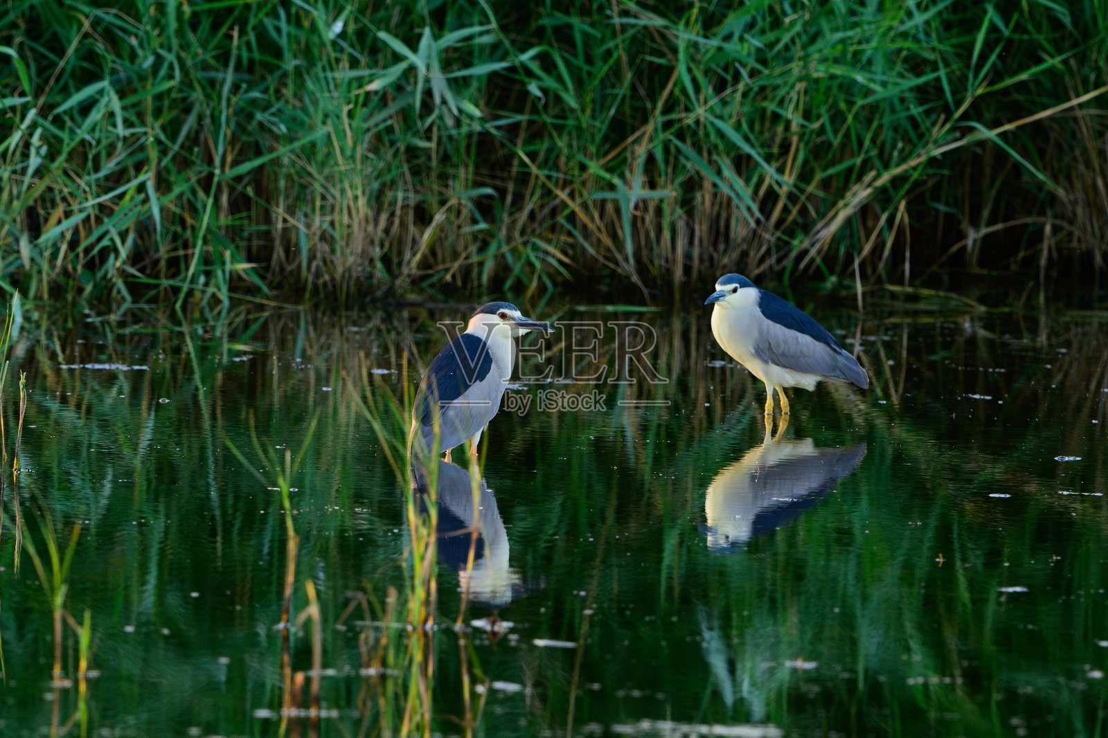 黑冠夜鹭，夜鹭。也被称为黑冠夜鹭照片摄影图片
