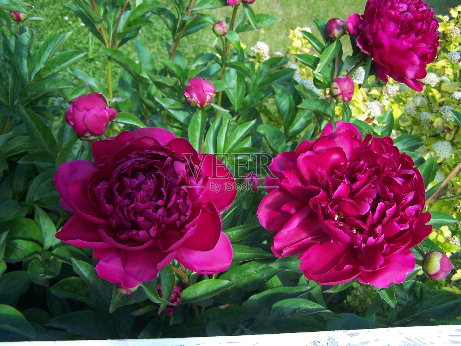 一对美丽的粉色牡丹照片摄影图片