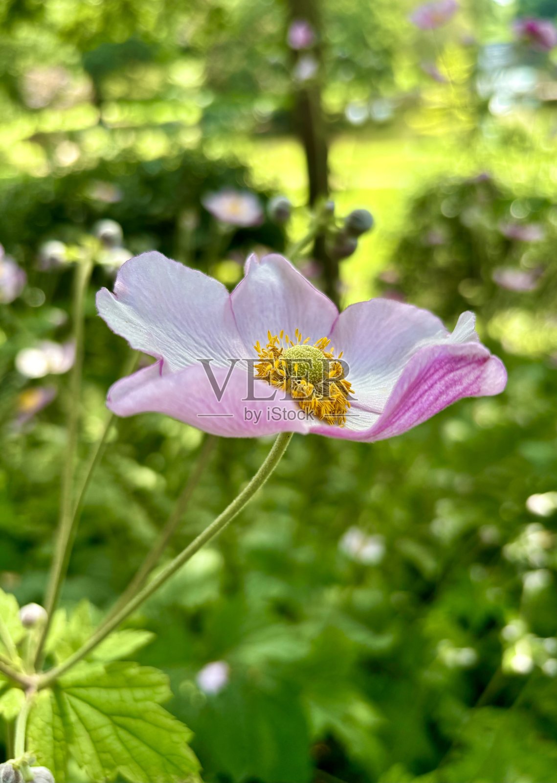 粉红夏花照片摄影图片