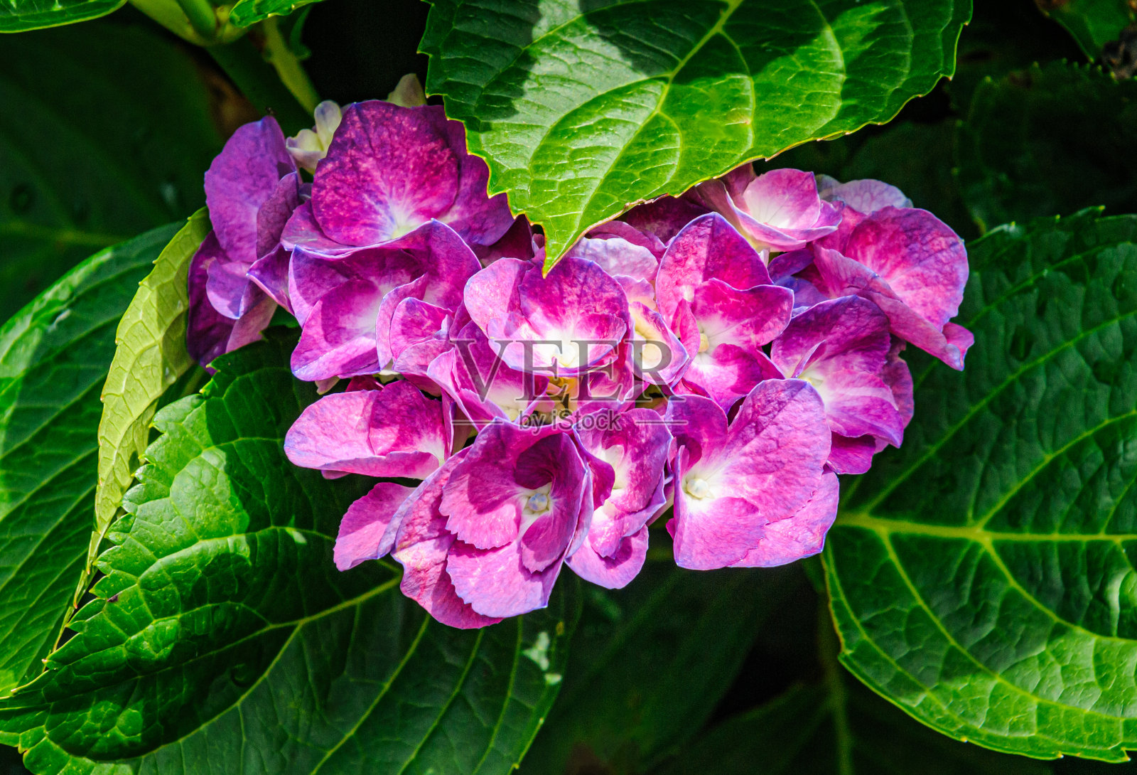 绣球花和叶子照片摄影图片