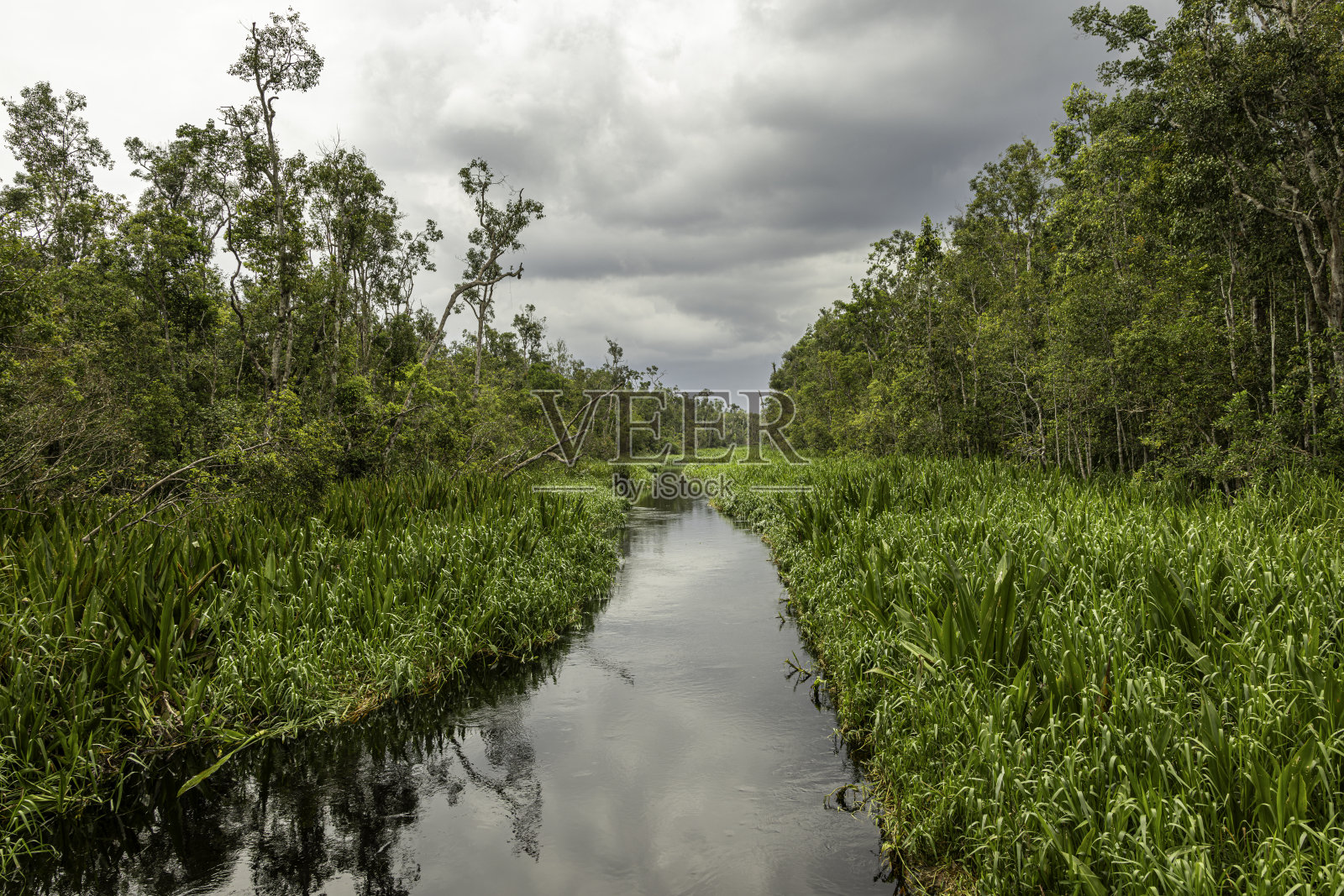 丹戎普亭国家公园的塞科尼尔河是游览猩猩自然栖息地的热门路线，还有其他野生动物和郁郁葱葱的热带雨林，位于印度尼西亚婆罗洲加里曼丹中部。照片摄影图片