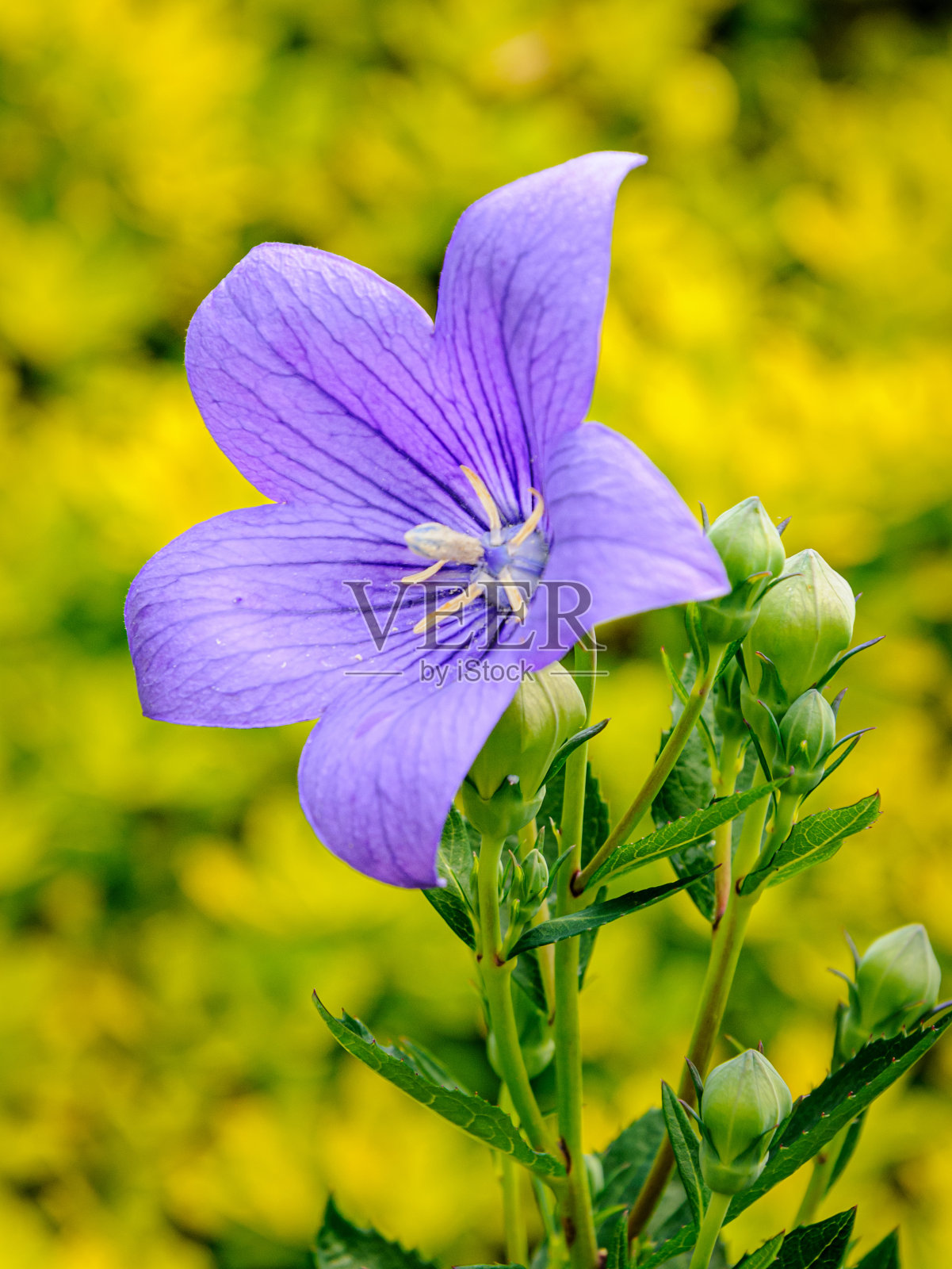 蓝铃花带芽照片摄影图片