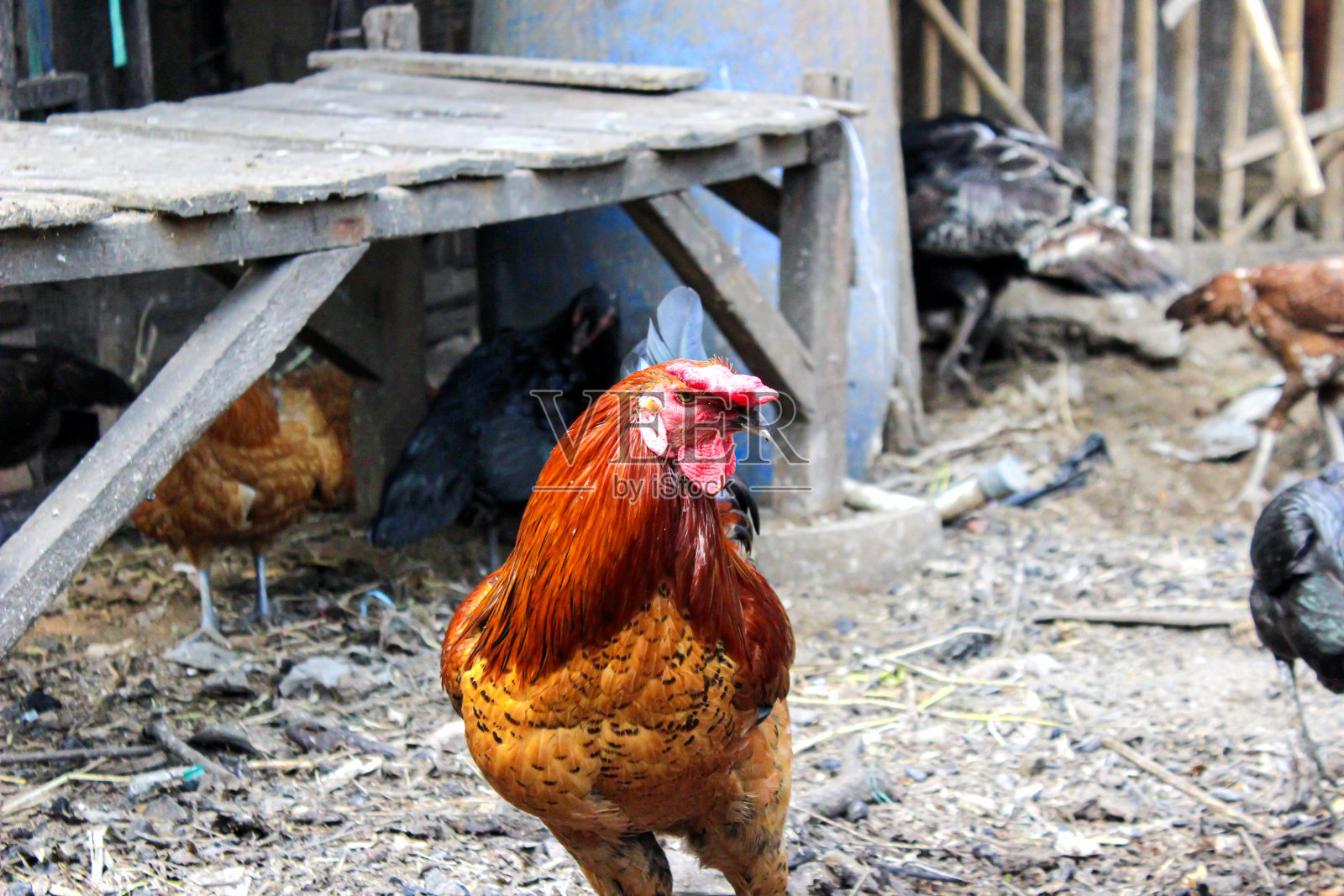 农场里的红公鸡照片摄影图片