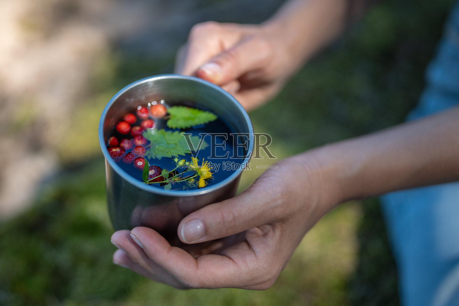 上图中，一名女子手持盛有热草药浆果茶的旅游马克杯，夹在森林的细枝间照片摄影图片