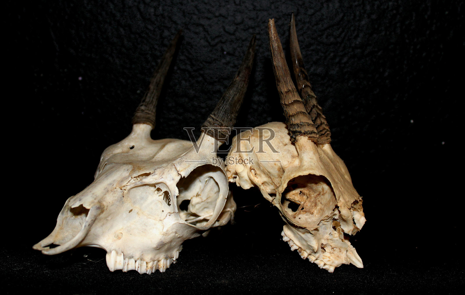 羚羊头骨照片摄影图片