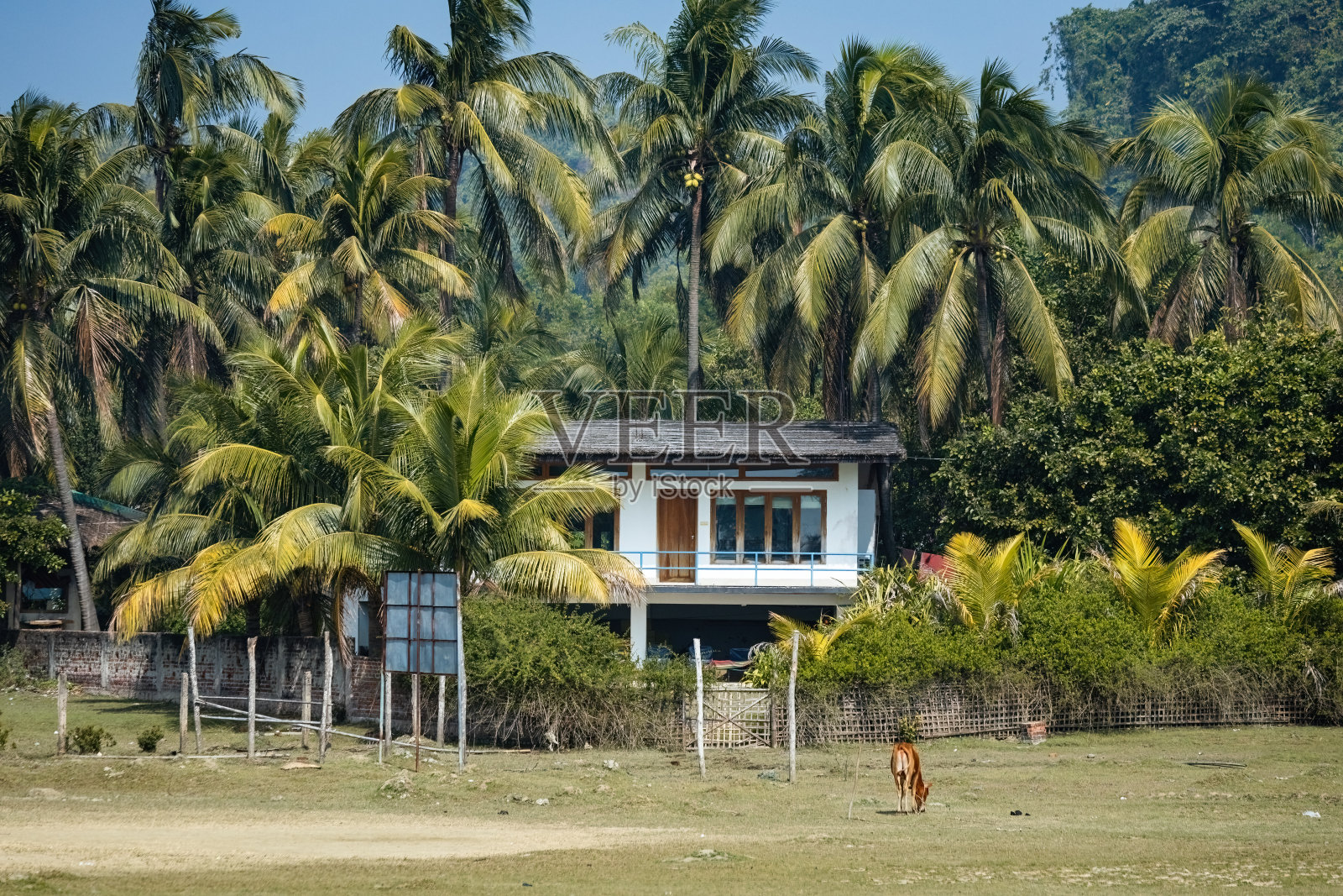 在孟加拉国考克斯巴扎尔，丛林中的房子被棕榈树包围照片摄影图片