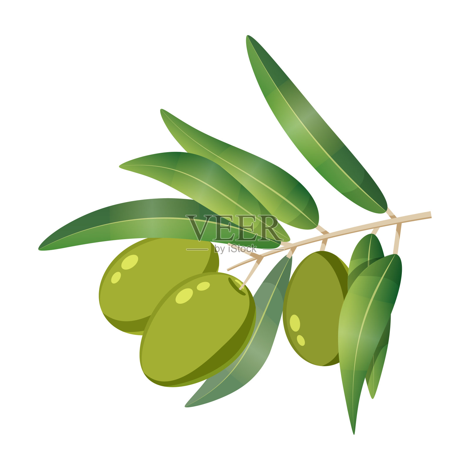 橄榄绿的树枝上有浆果插画图片素材