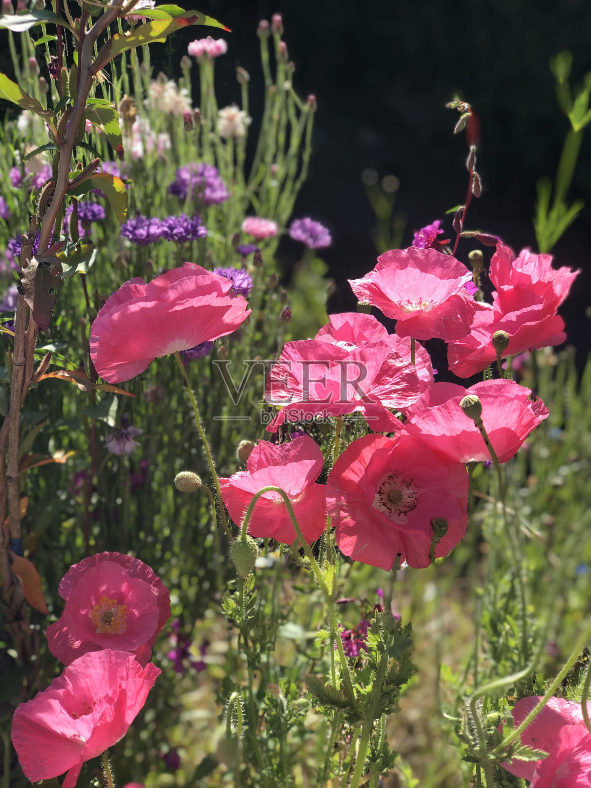 野花照片摄影图片