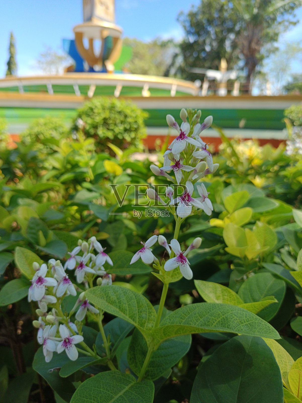 小的花照片摄影图片