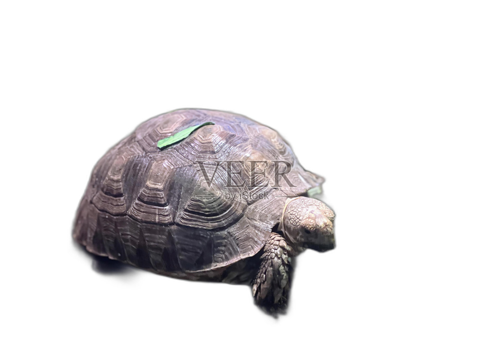 一张海龟背上有一片绿叶的照片。照片摄影图片