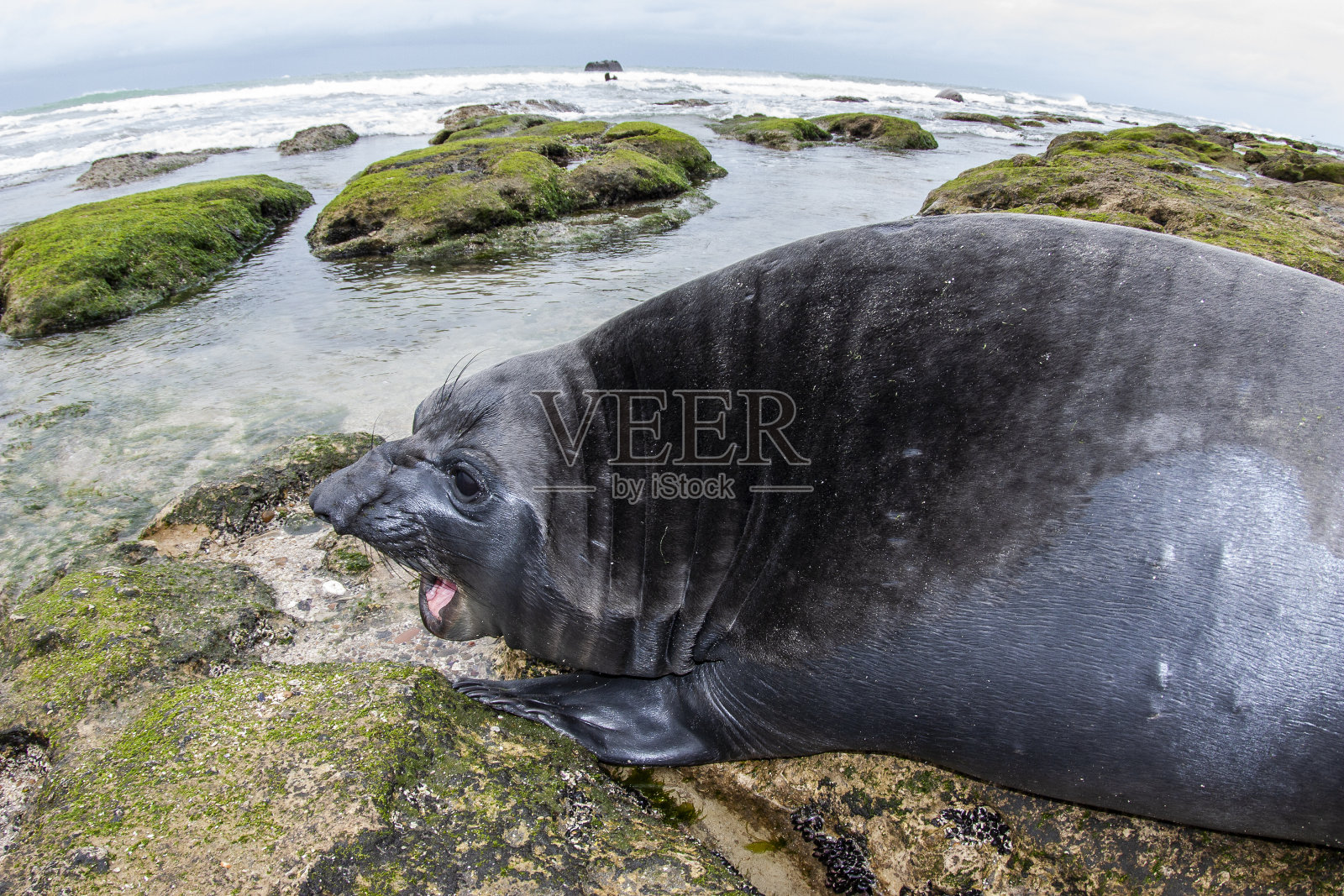 加布里埃尔红色的照片摄影图片