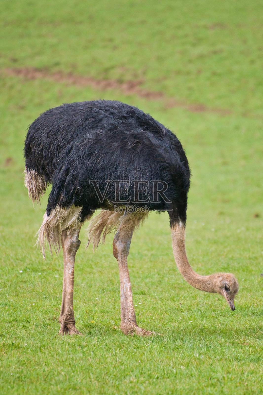 鸵鸟在绿色的草地上进食和休息照片摄影图片