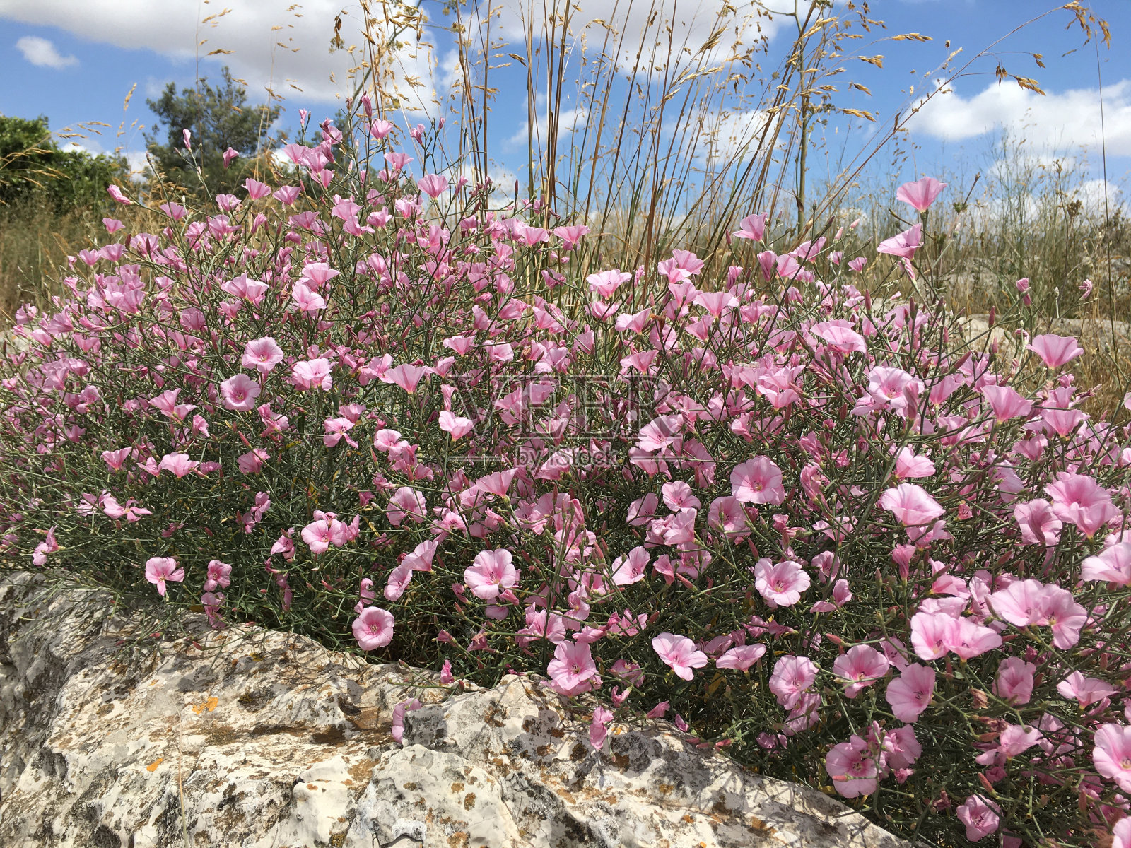 五月从以色列拿撒勒附近的山崖上看到的景色照片摄影图片