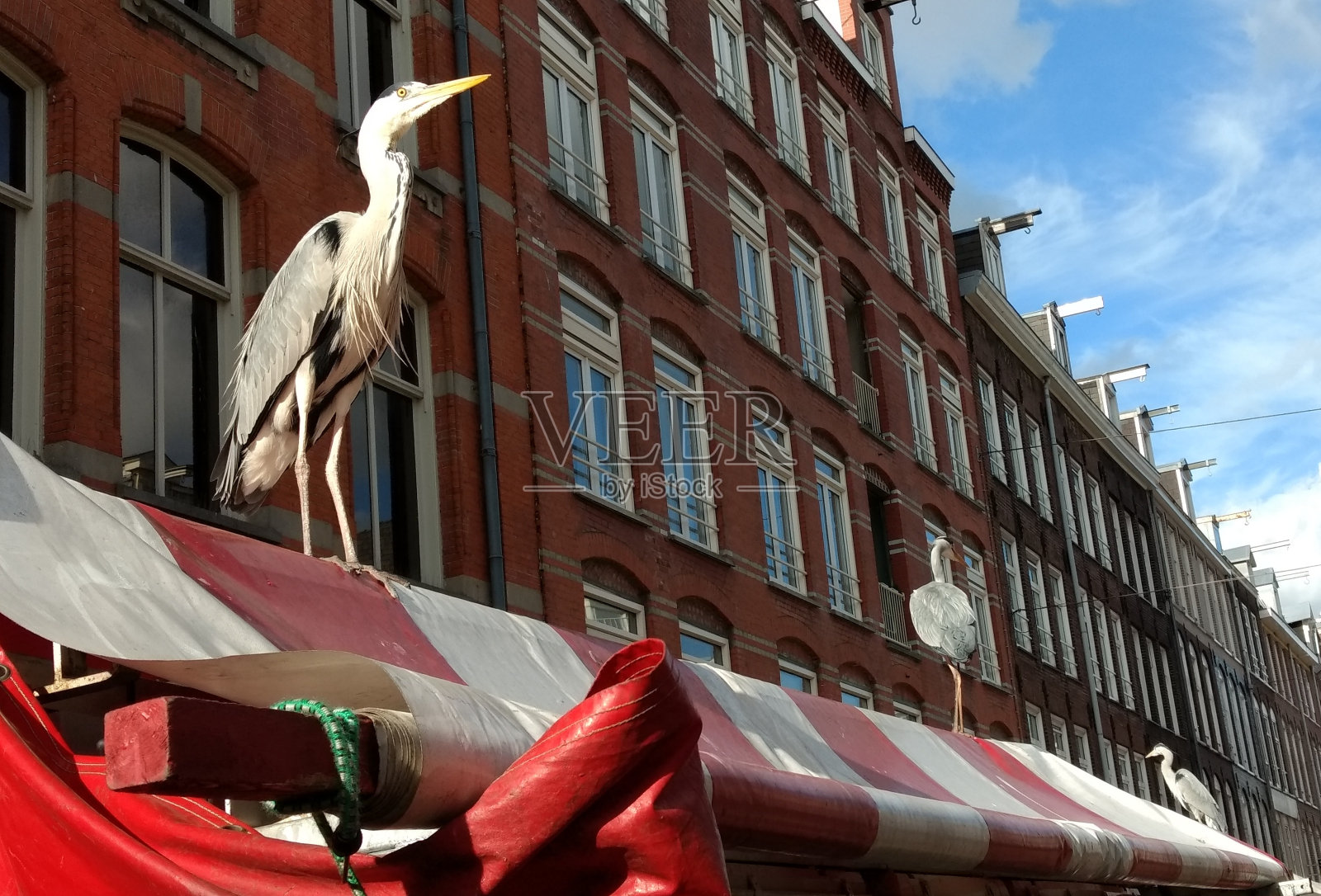 在阿姆斯特丹的市场食品摊位上，排成一排的三只城市苍鹭照片摄影图片