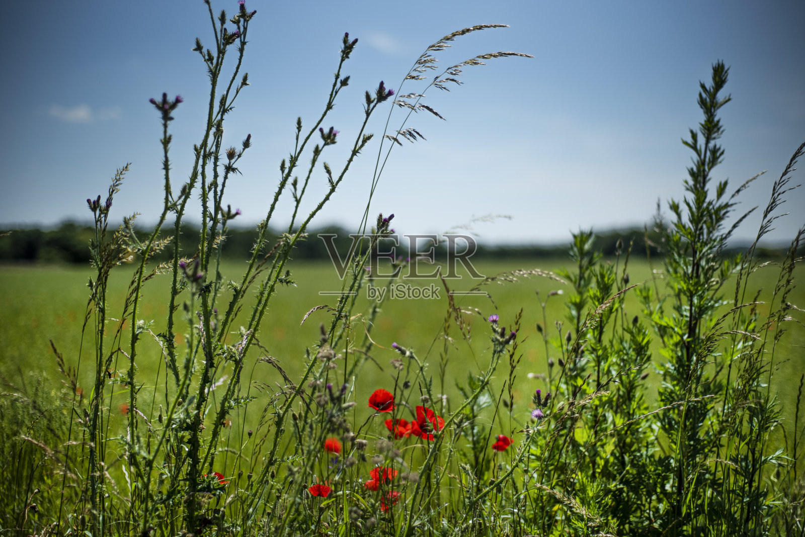 乡下的红色罂粟花。照片摄影图片