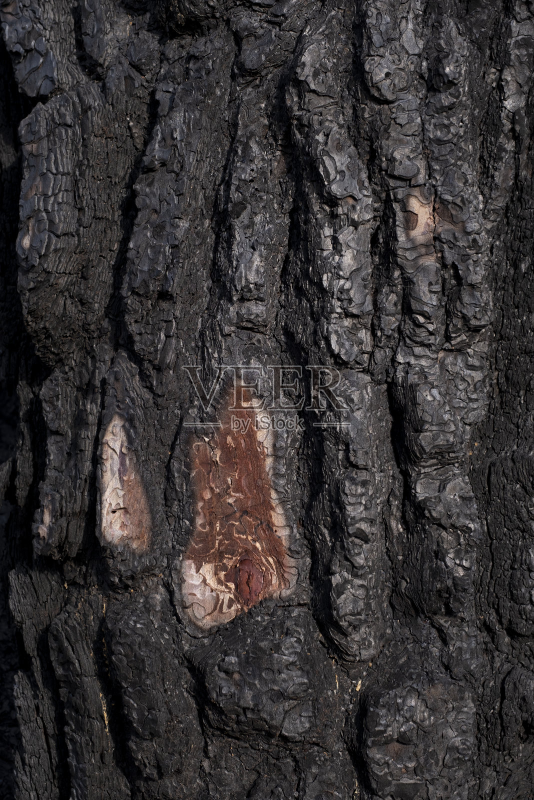 森林火灾后烧毁了树木照片摄影图片