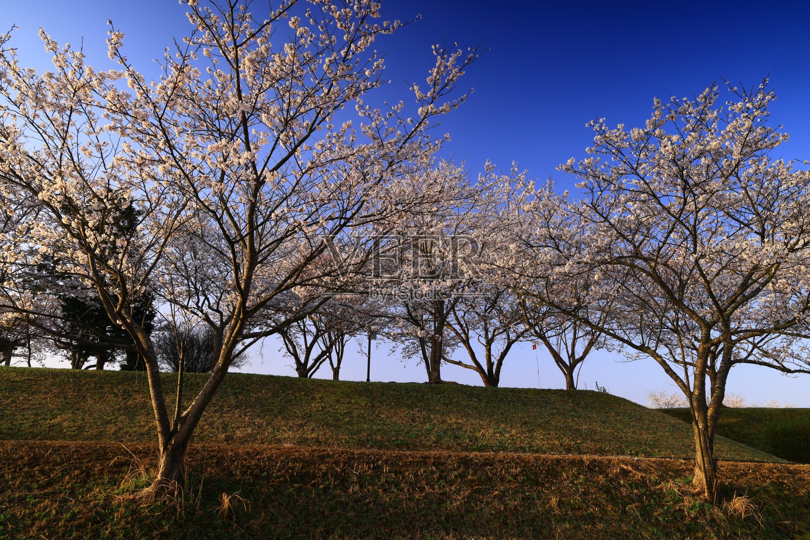 樱花盛开照片摄影图片