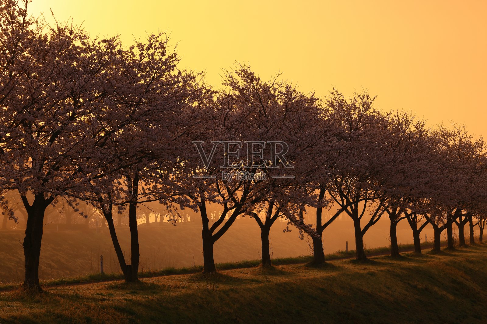 樱花盛开照片摄影图片
