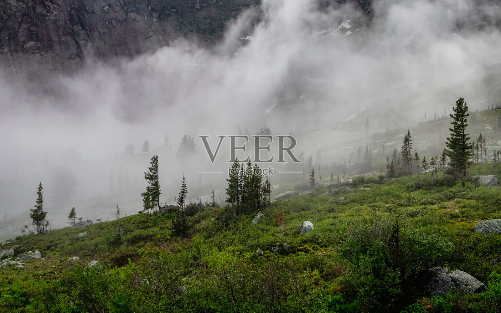 大气森林景观与针叶树在低云照片摄影图片