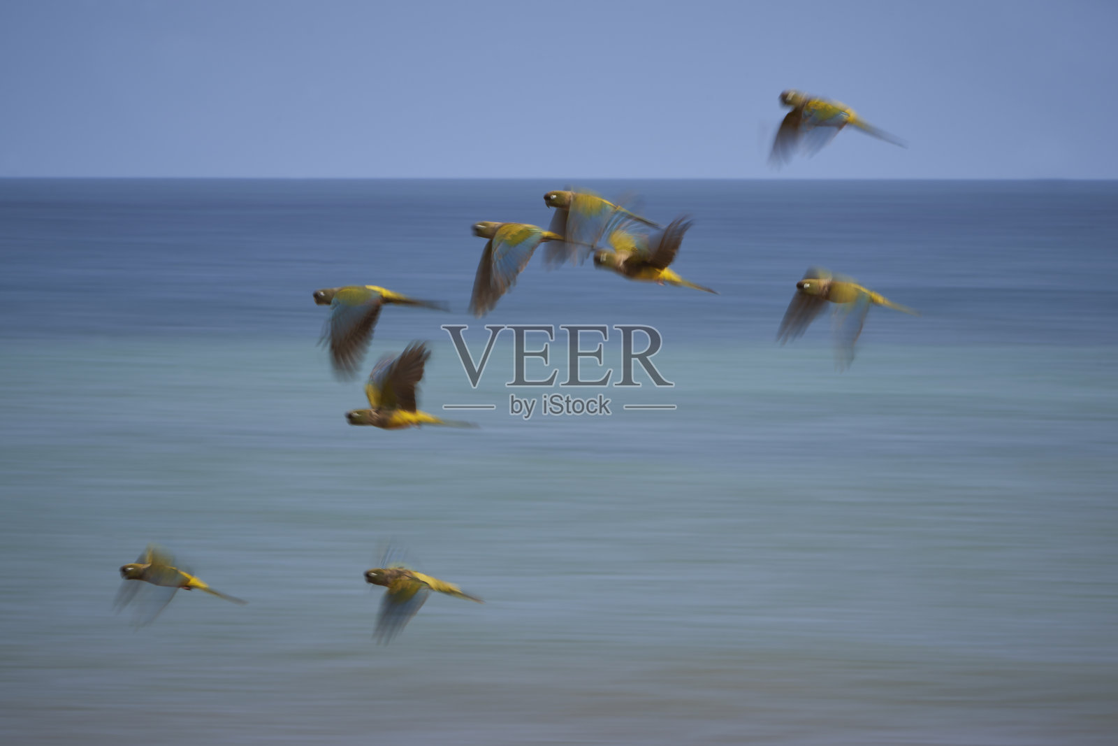 褐背鹦哥，阿根廷布宜诺斯艾利斯照片摄影图片