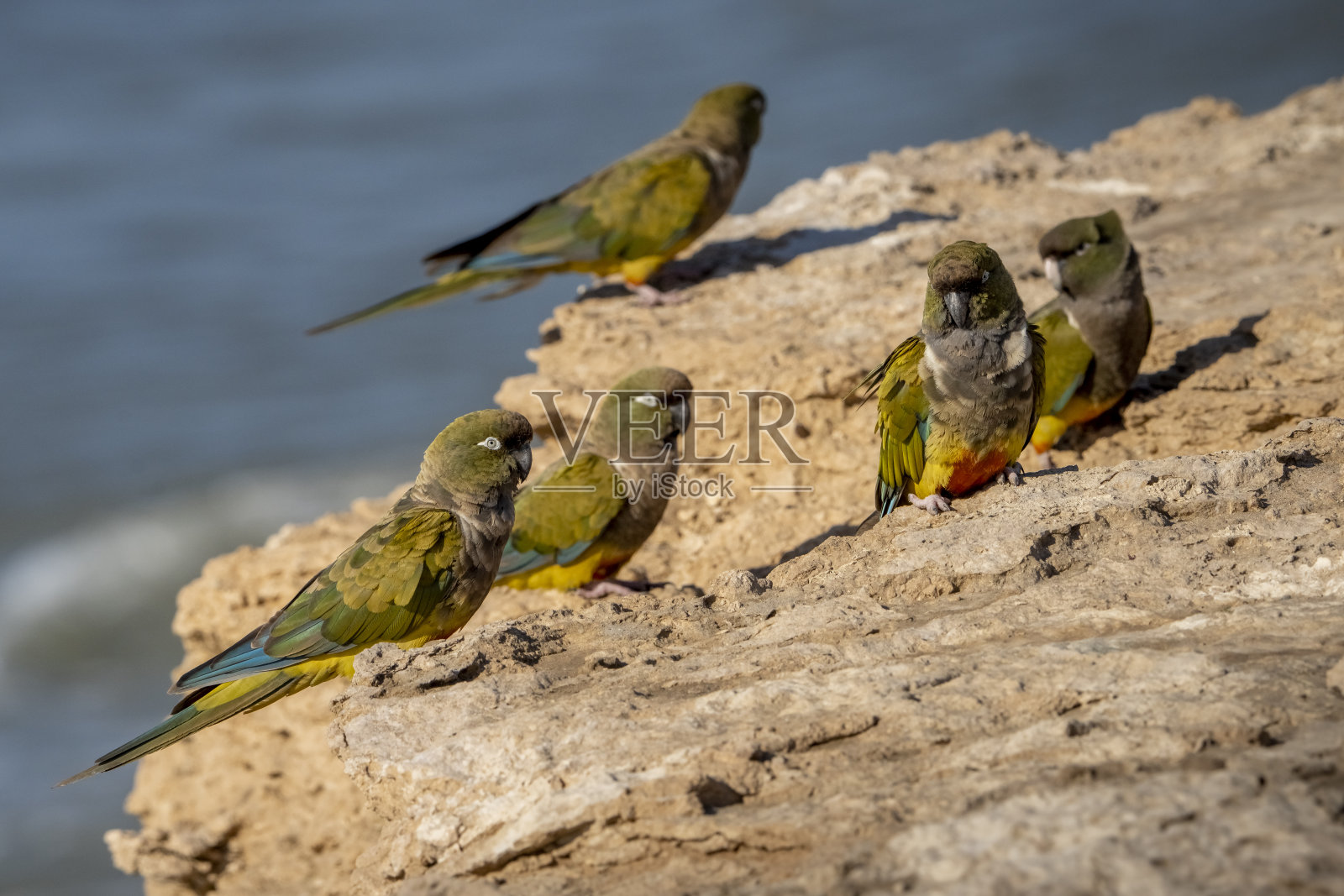褐背鹦哥，阿根廷布宜诺斯艾利斯照片摄影图片
