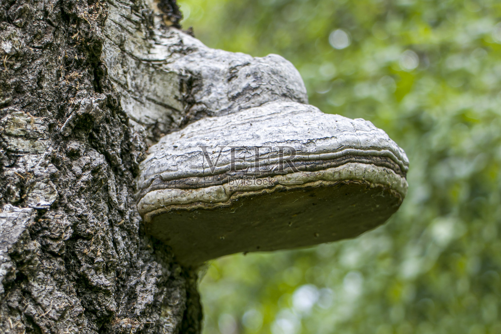 传染媒介fomentarius。生长在桦树上的粉虫。照片摄影图片