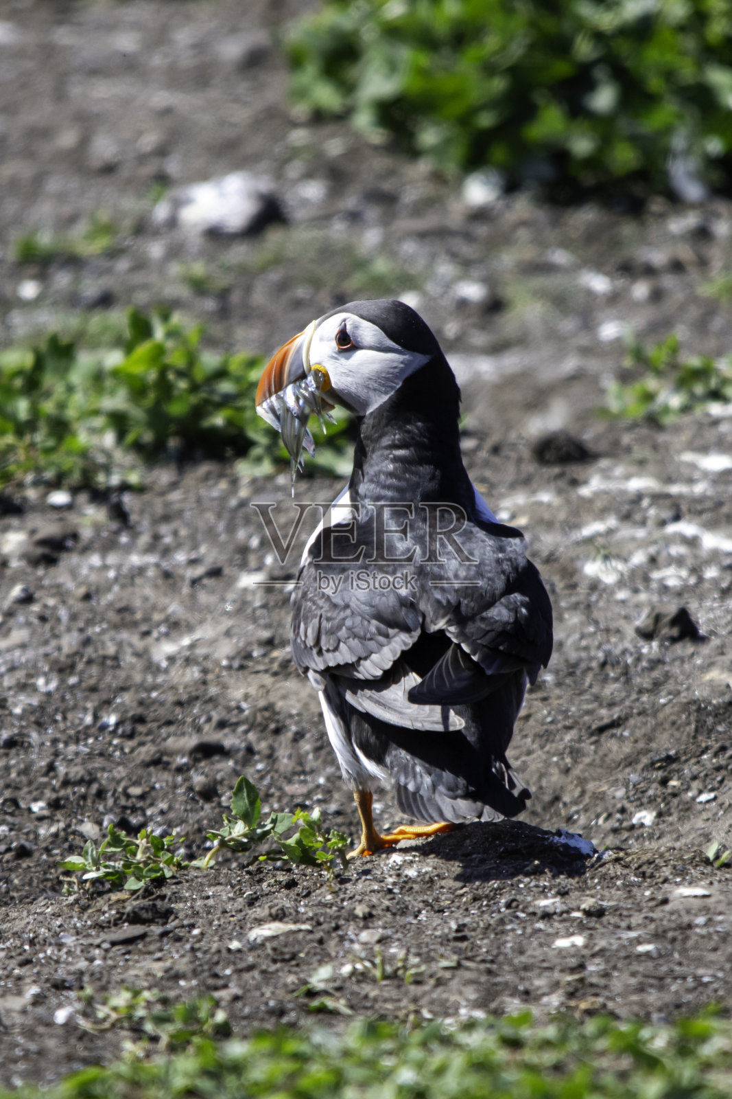大西洋海雀(北极海雀)照片摄影图片
