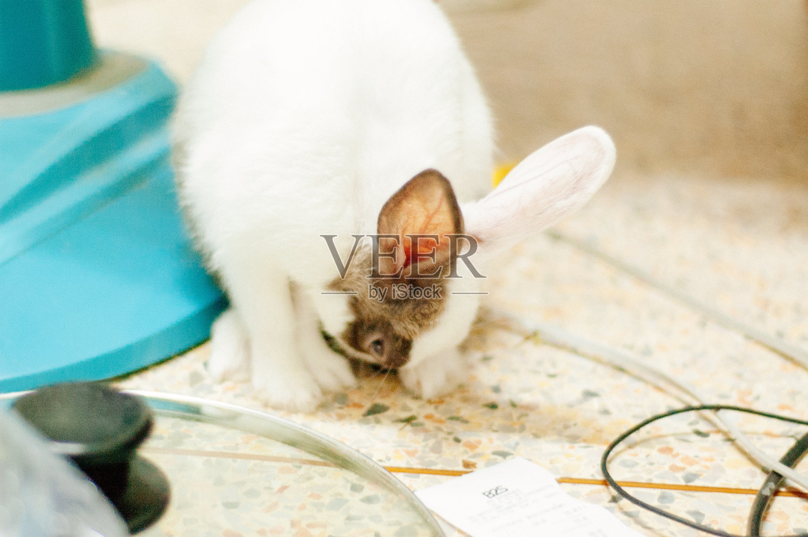 可爱的泰国兔子照片摄影图片