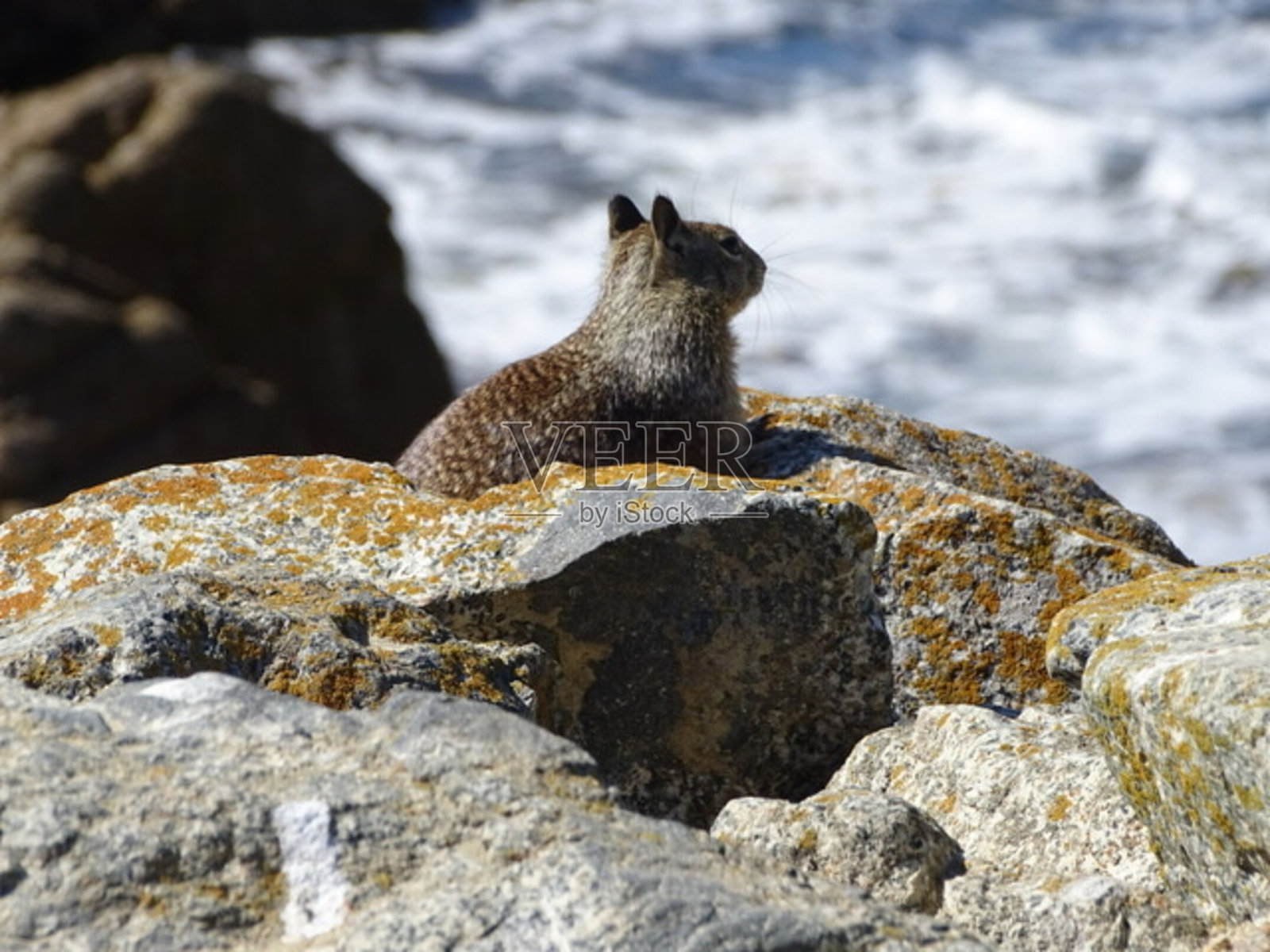 地松鼠在监视照片摄影图片