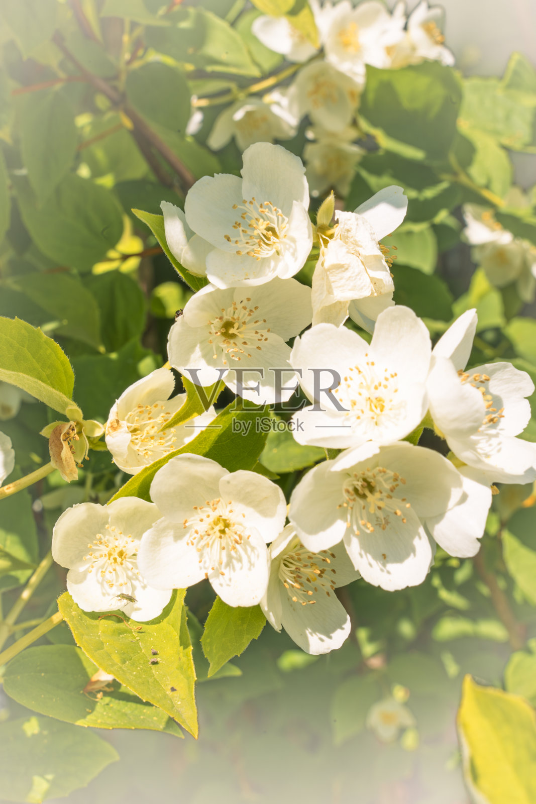 白色茉莉花在阳光下绽放的特写，突出了它们精致的花瓣和充满活力的绿叶。照片摄影图片
