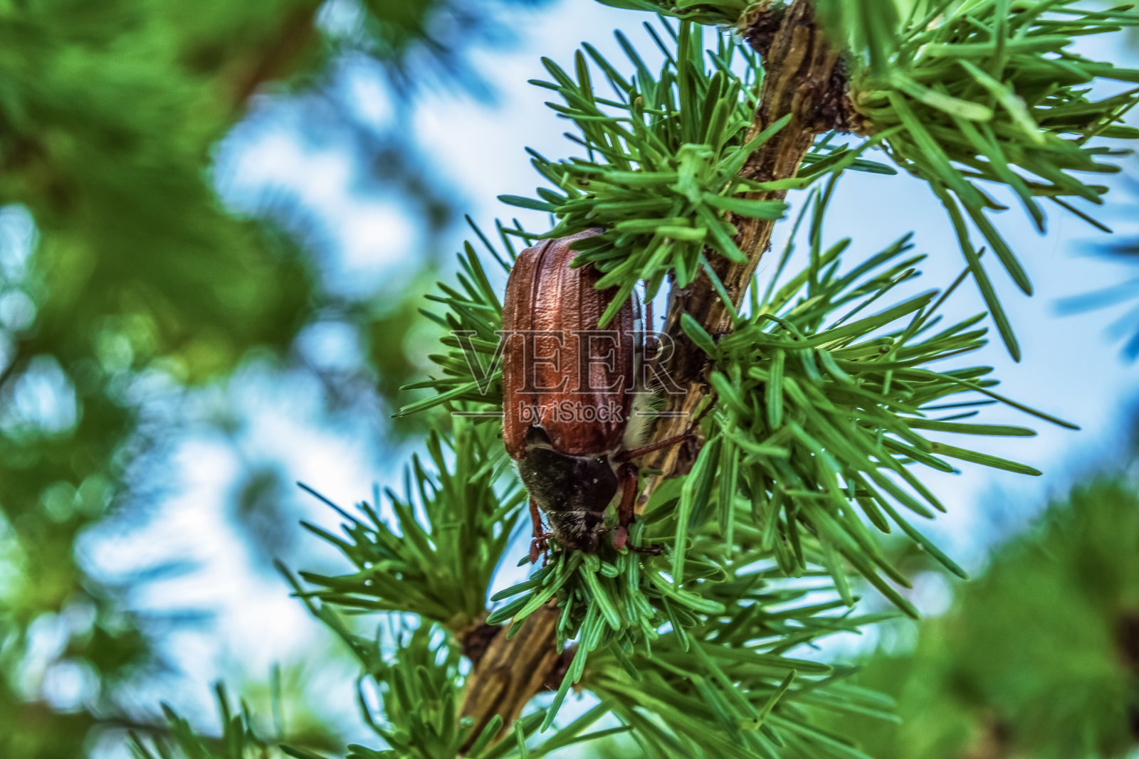 宏观-森林-欧洲，罗马尼亚照片摄影图片
