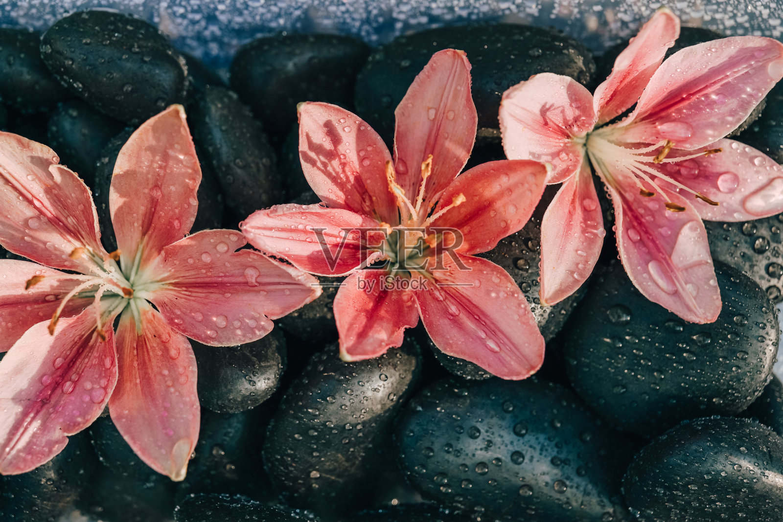粉红色的百合在阳光下滴在鹅卵石上。花，水和石头的背景。水滴落在娇嫩的百合花瓣上。美丽的花卉背景。夏季球茎花照片摄影图片