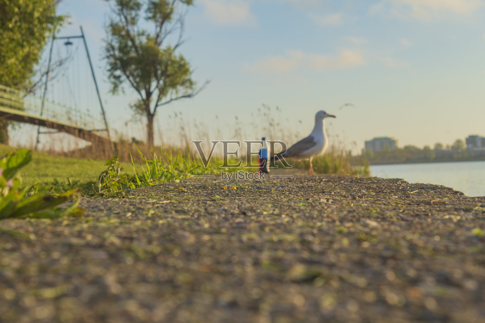 鸟，鸟，动物，羽毛，喙，野生动物，Еurope，罗马尼亚照片摄影图片