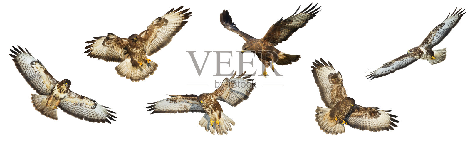 猛禽普通秃鹰Buteo Buteo孤立在白色背景上，轮廓六只鸟在飞行中切割在白色背景上用于图形艺术照片摄影图片