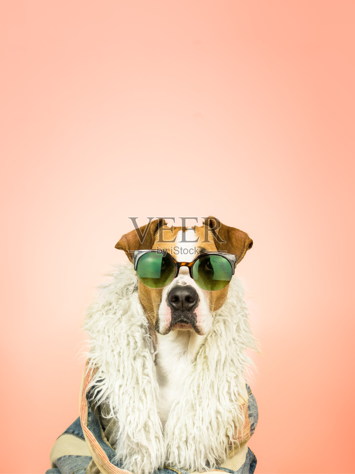 戴着太阳镜和羽毛围巾的狗的肖像在珊瑚背景下照片摄影图片