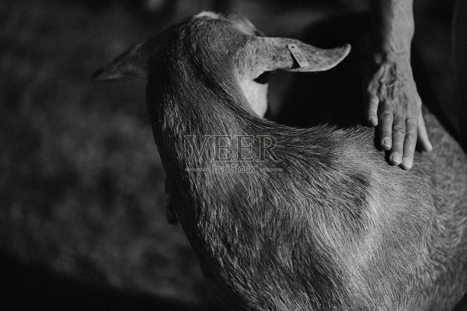 山羊了照片摄影图片