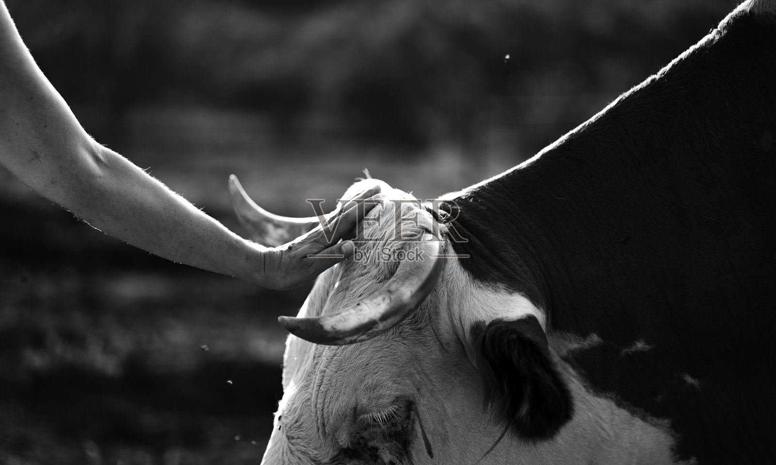 牛的肖像照片摄影图片