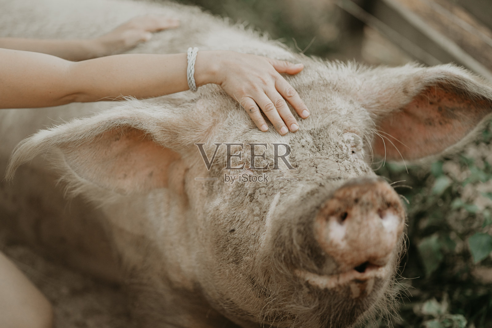 快乐的小猪照片摄影图片