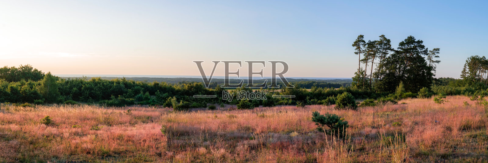 美丽的波罗的海全景的观点。前景是草地。远处是森林和大海。Ulinia、波兰照片摄影图片