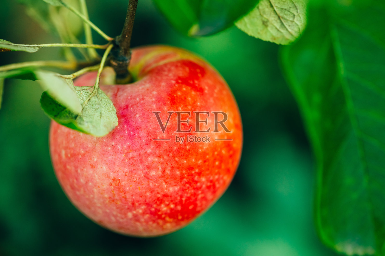 苹果长在树上的特写照片摄影图片