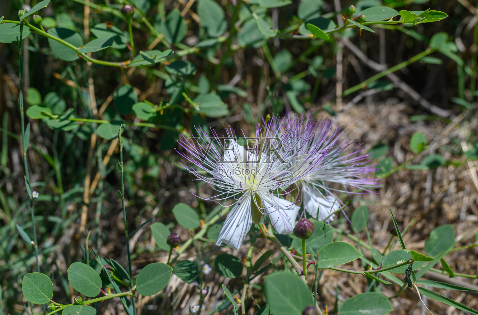 刺山柑灌木的特写，刺山柑多年生植物的花和芽照片摄影图片